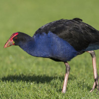 Australasian Swamphen